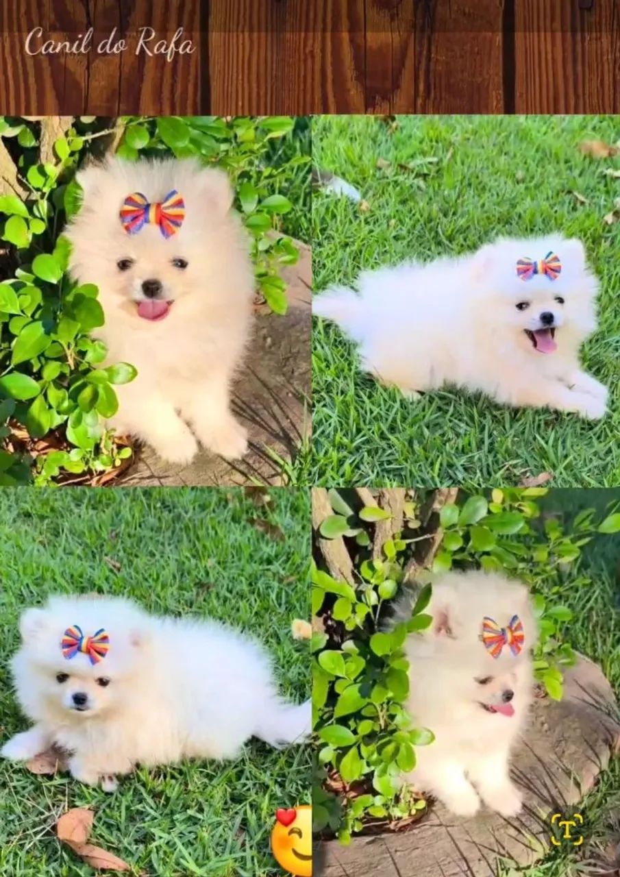 Spitz/ Bulldog/ chihuahua  - Foto 2