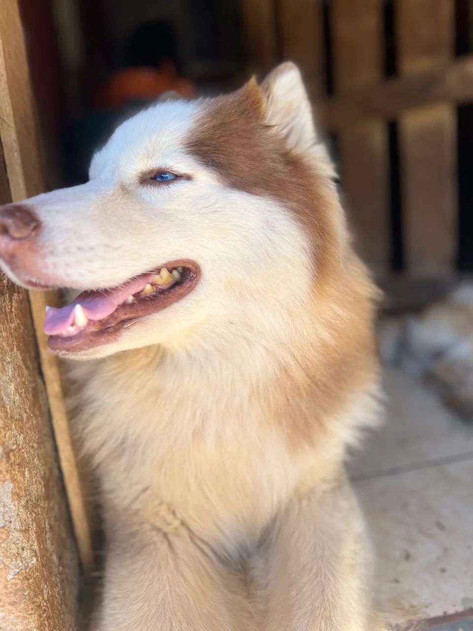 Husky siberiano wooly  - Foto 4