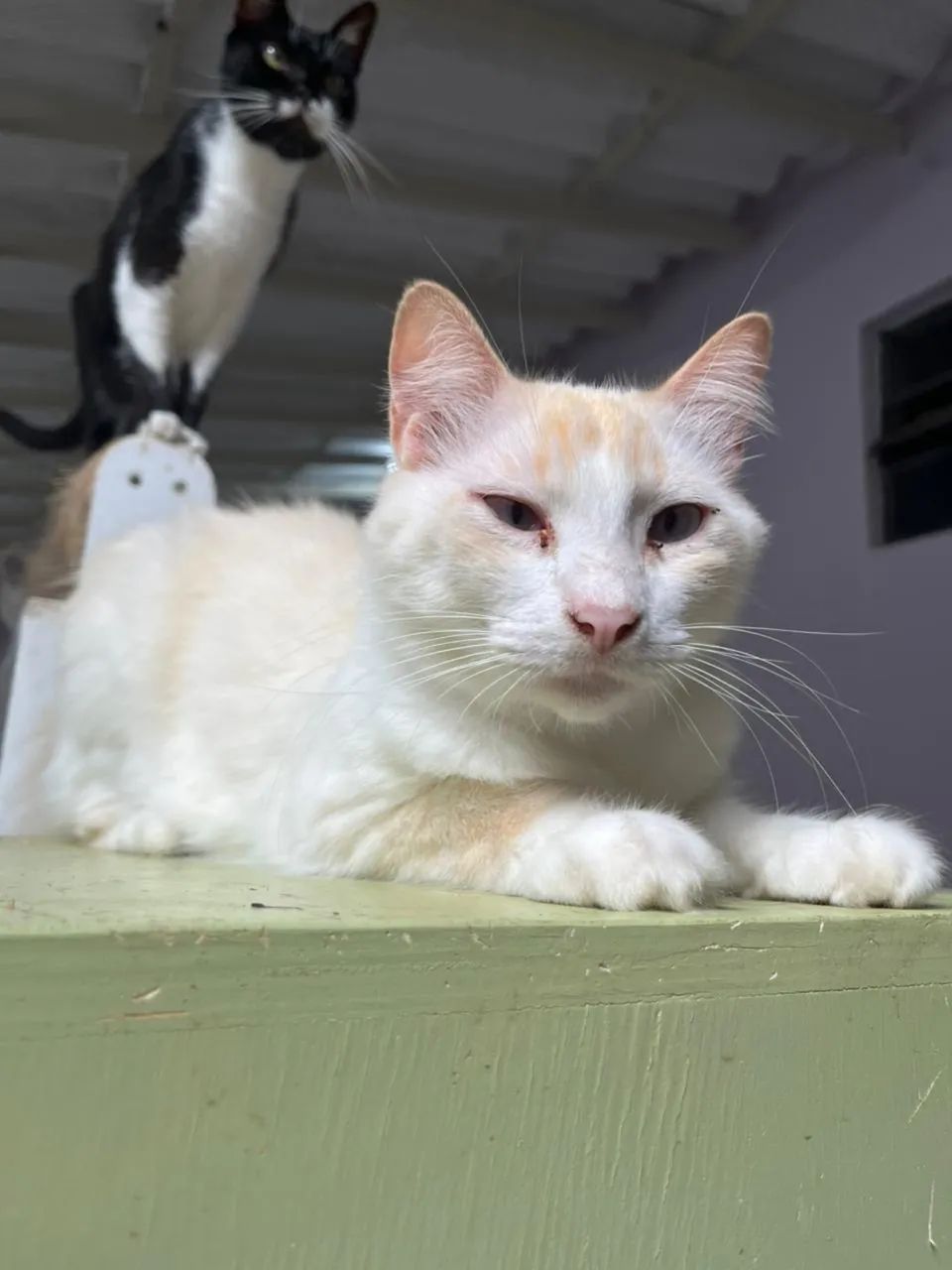 Gato adoção responsável 