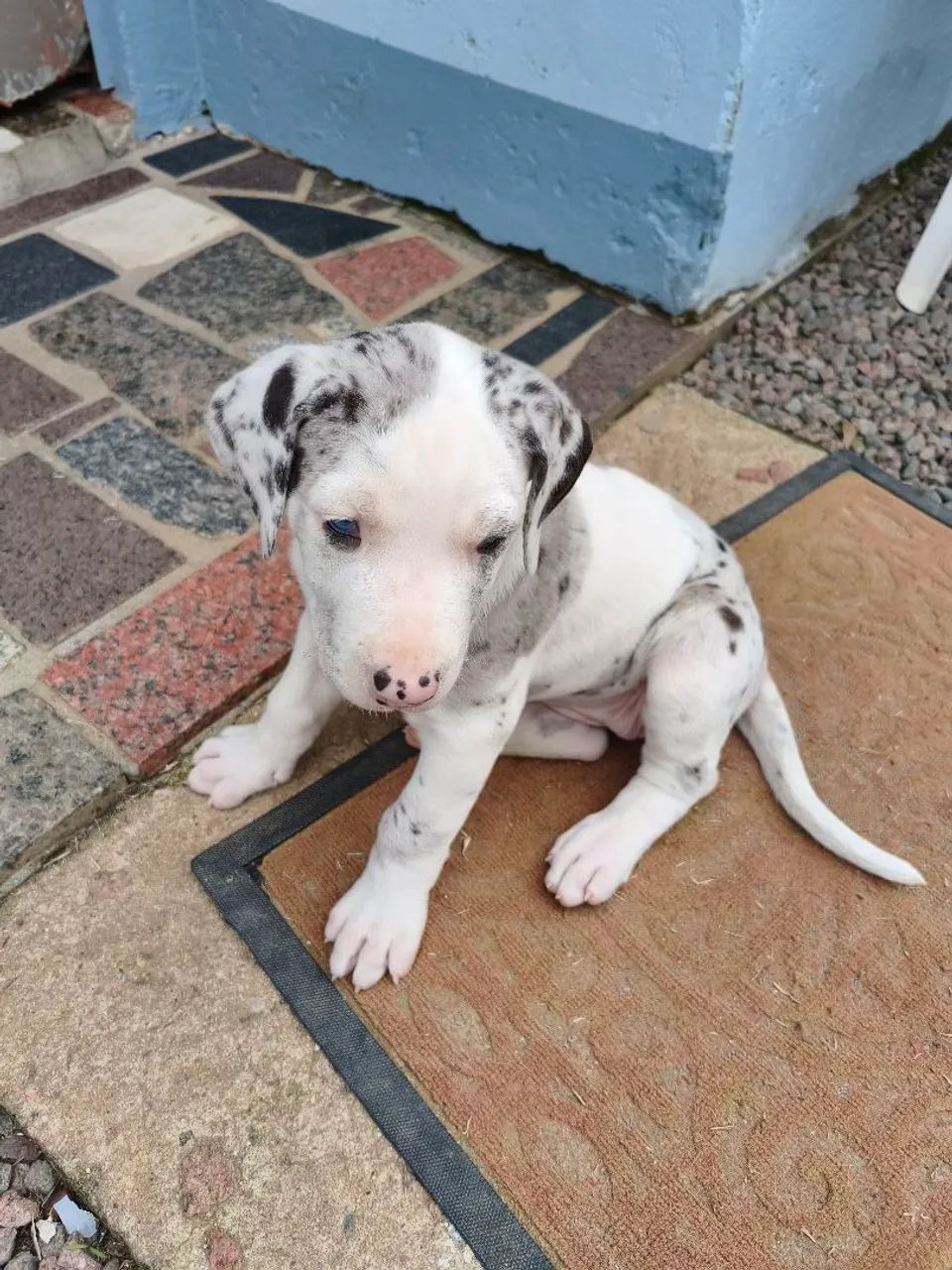 Dogue Alemão  - Foto 3