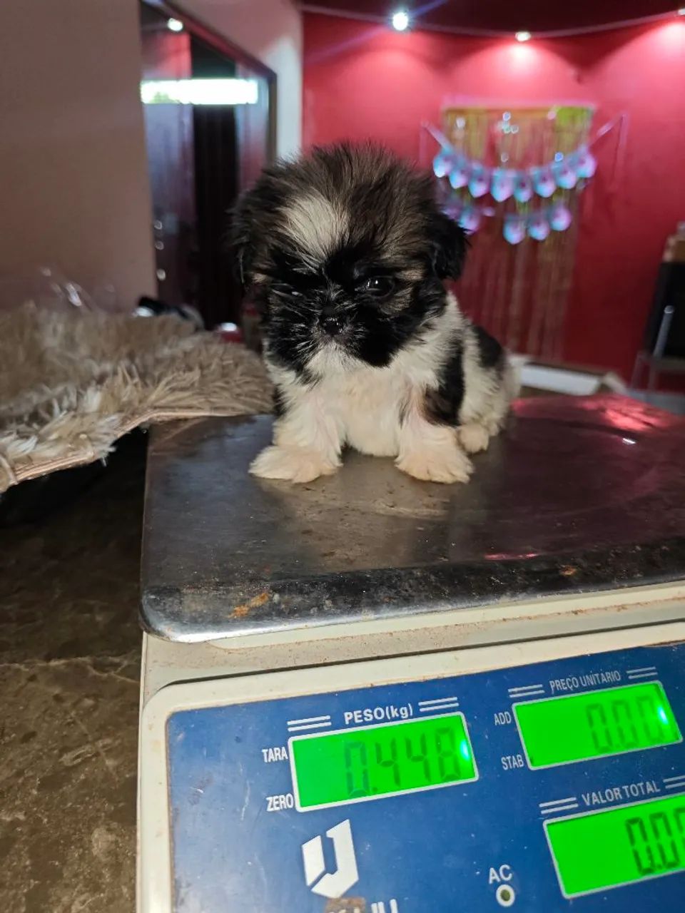 Filhotes micros de Shitzu machos disponíveis 