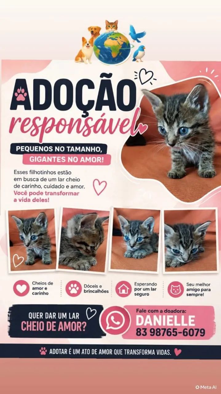 Doação de gatos 
