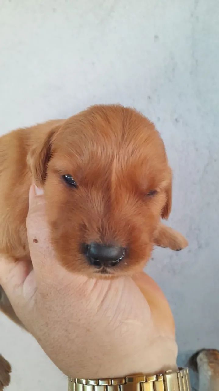 Golden Retriever disponíveis puros