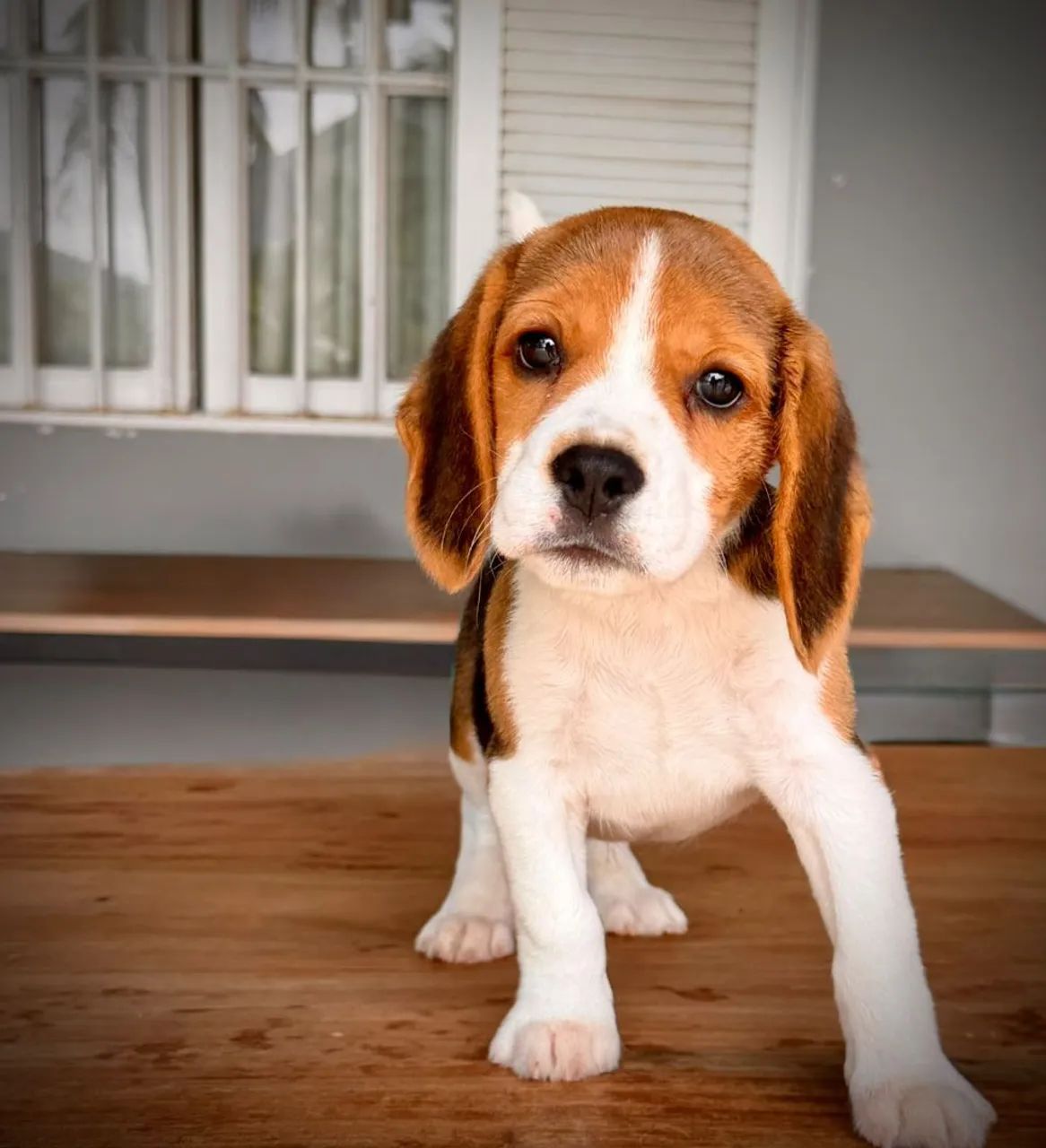 Mini beagle  - Foto 3