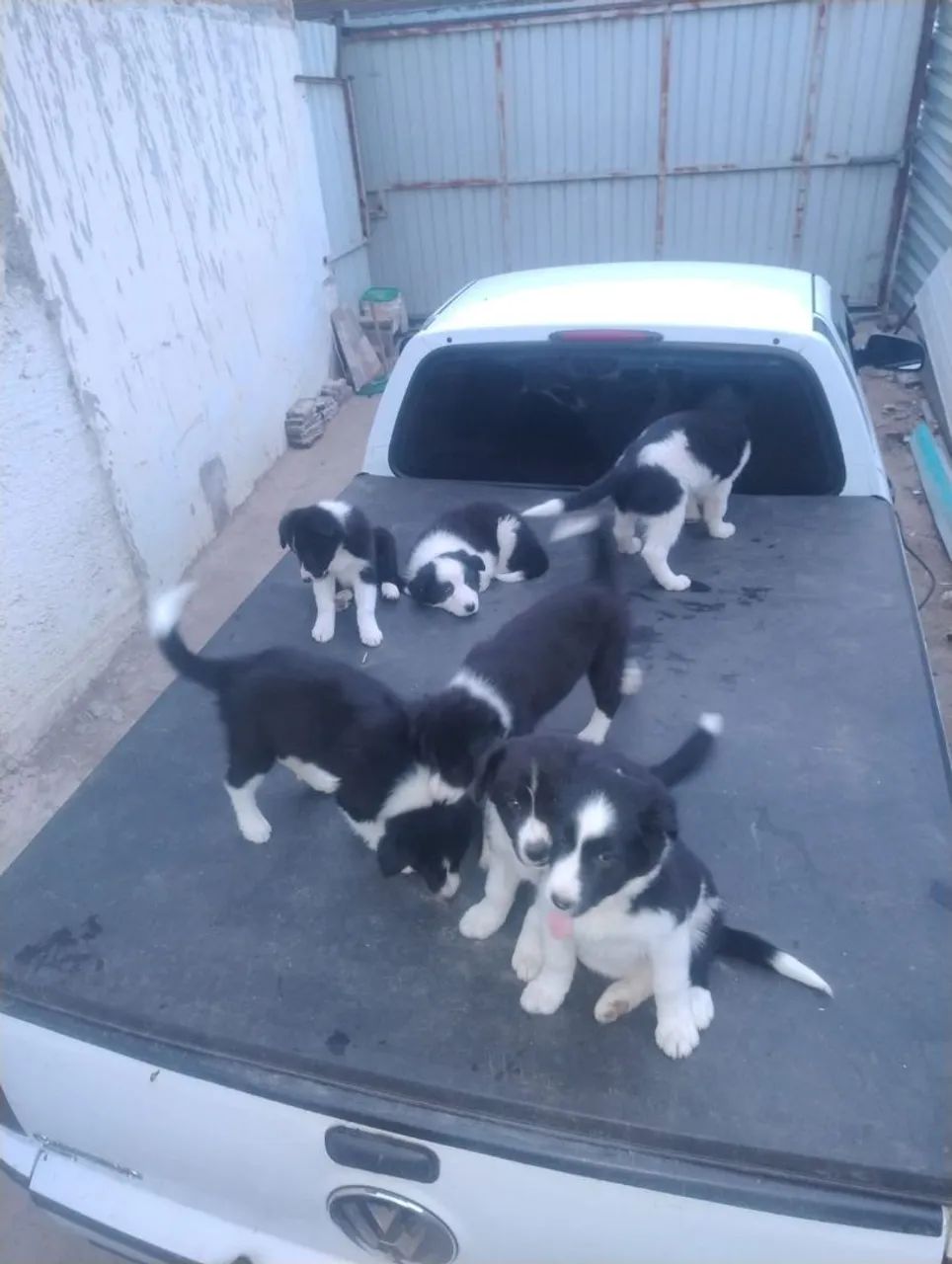 Bouder Collie  - Foto 2