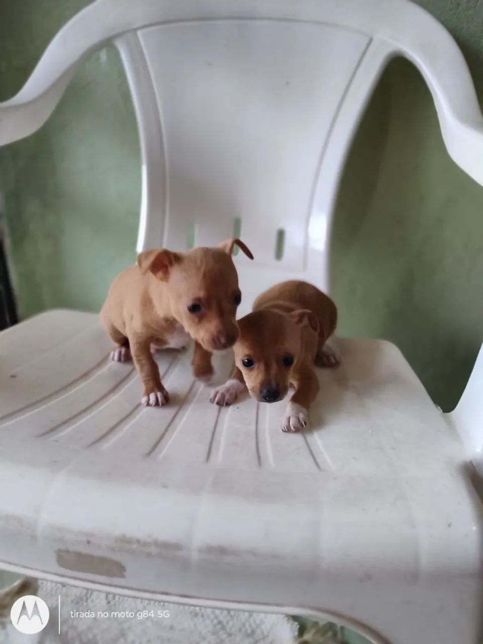 Pinscher 1