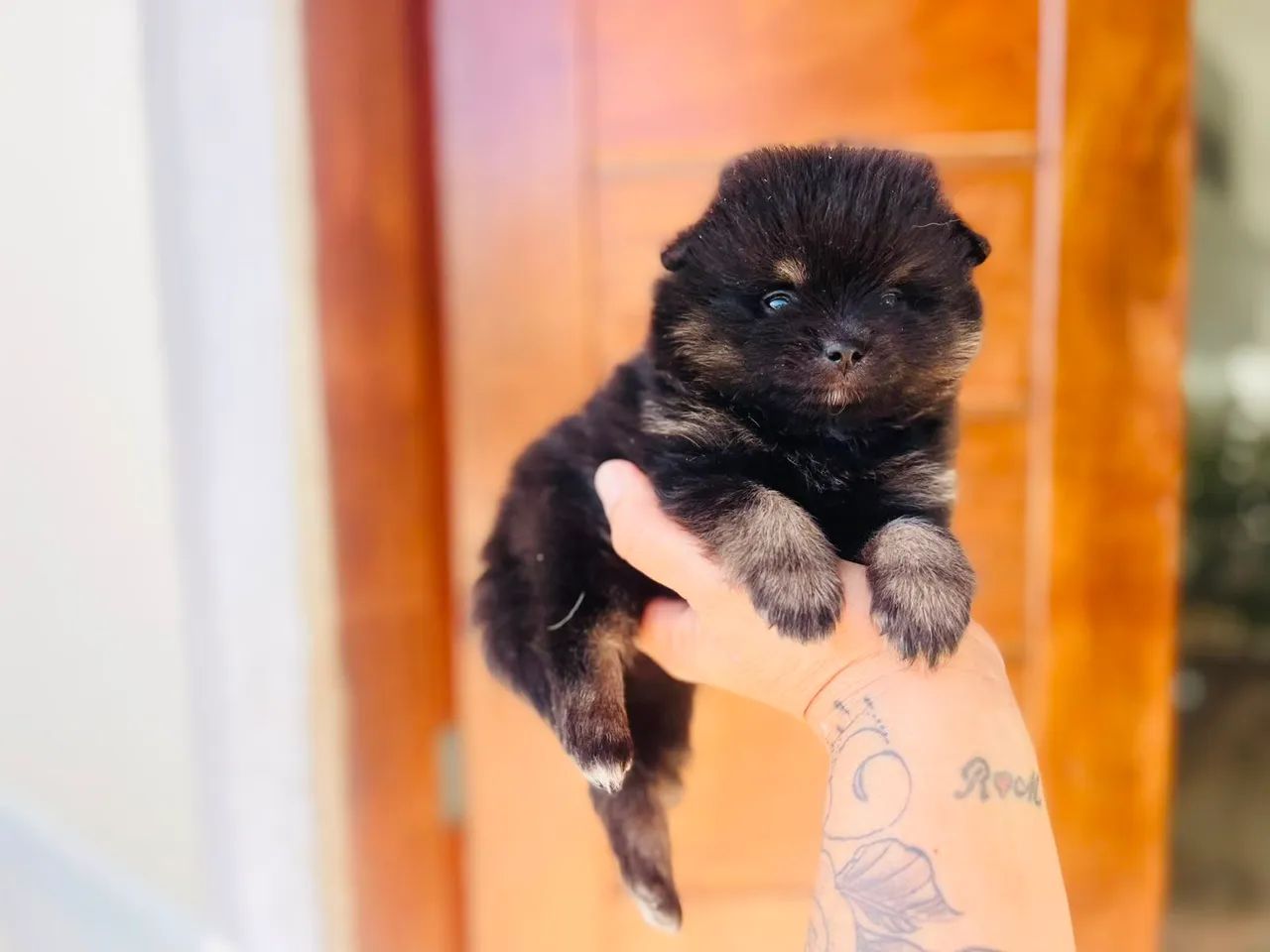 Lulu macho com Pedigree  - Foto 4