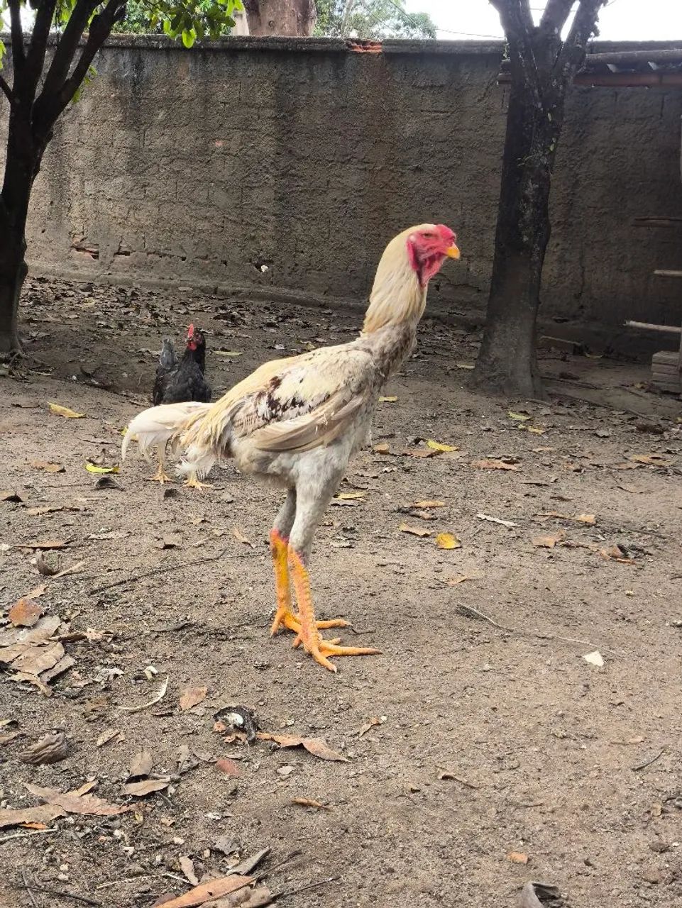 Frango índio gigante 8 meses