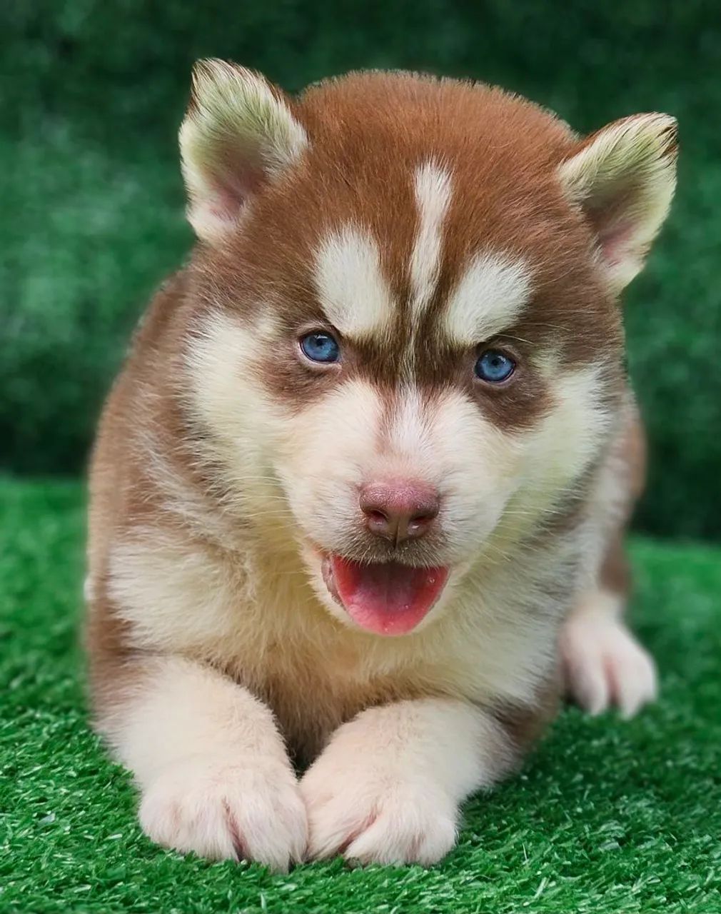 Husky siberiano com PEDIGREE registrado vacinados e vermífugados 3vezes  - Foto 5