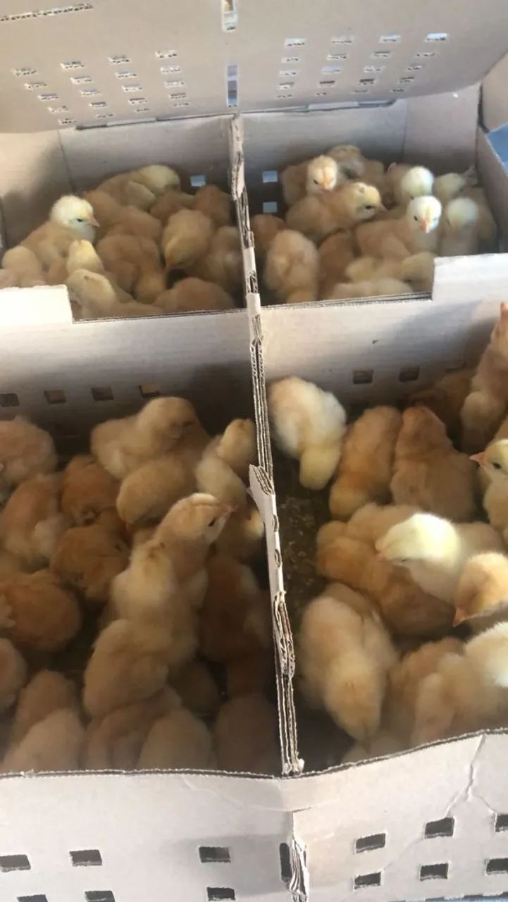 Pitinhos Caipirão pesadão  - Foto 2