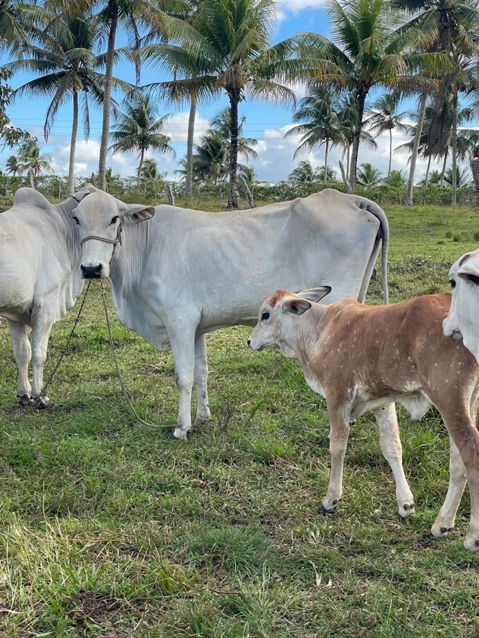 Vaca parida