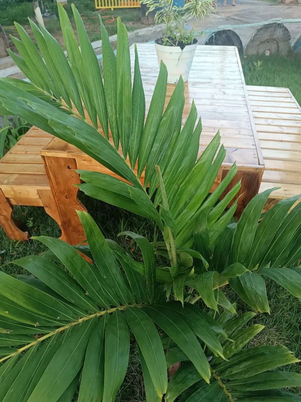 Mesa e bancos de madeira  - Foto 4