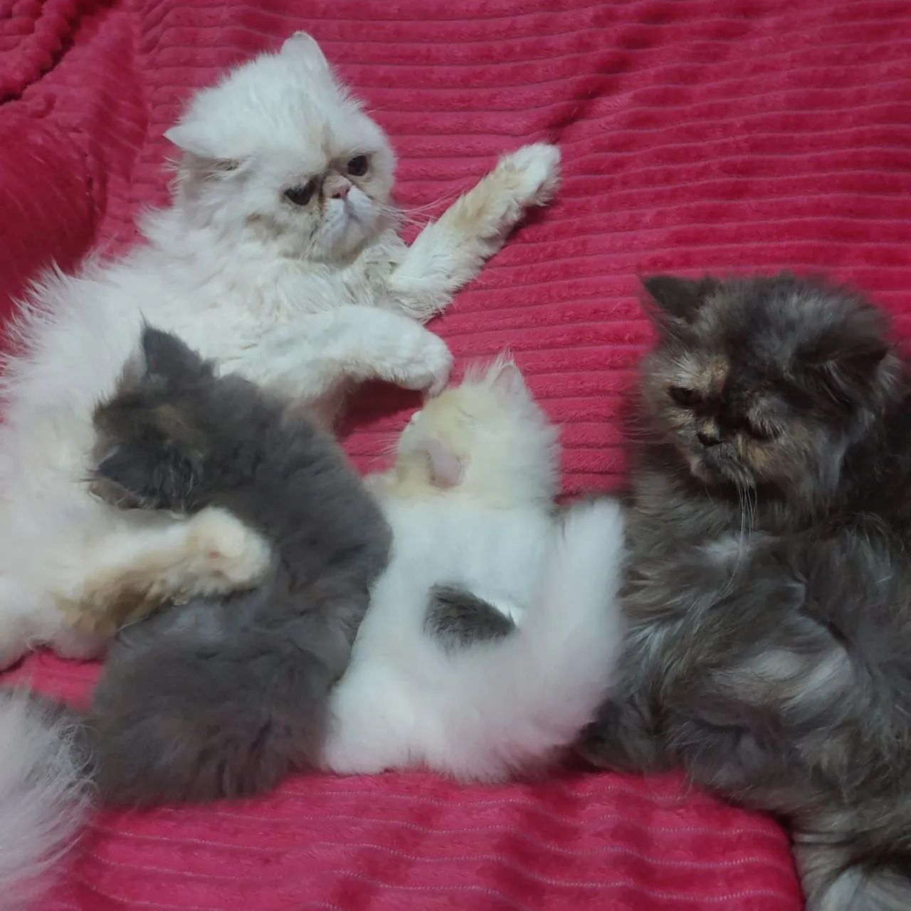 Gato persa fêmea e macho com 65 dias rasa pura - Foto 6