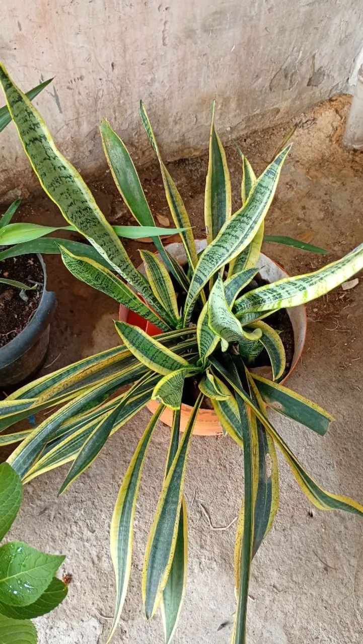 Vasos&Plants  - Foto 4