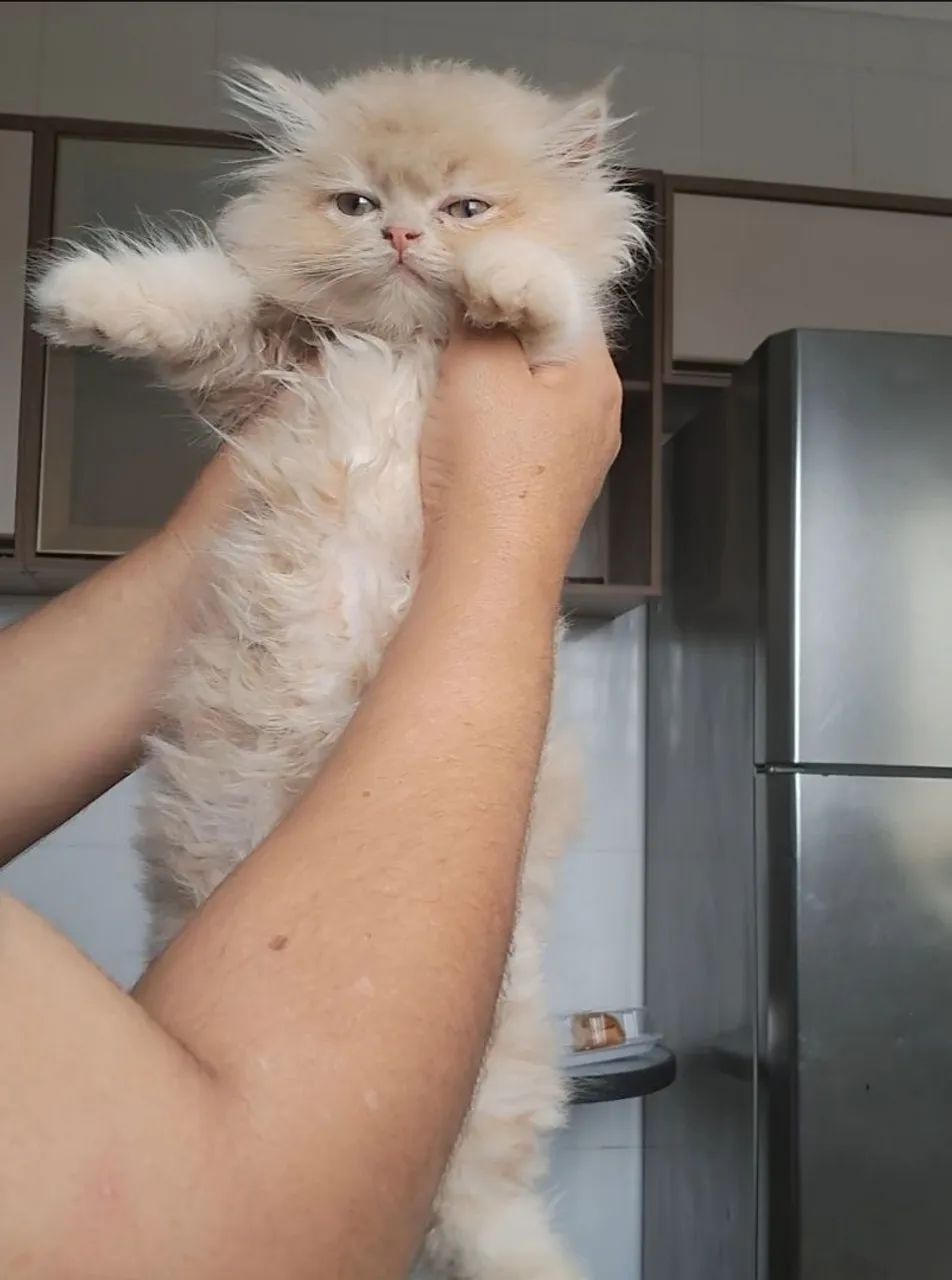 Gata persa fêmea 3 mês  - Foto 2