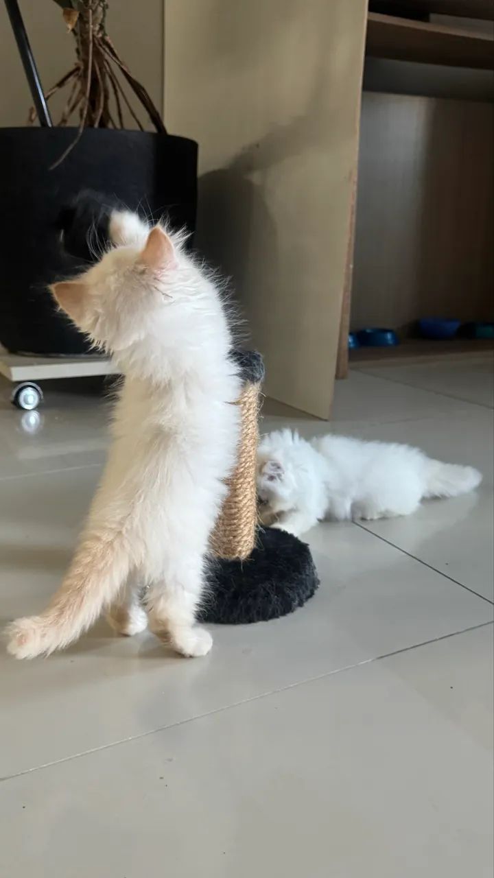 Filhotes de gato tipo persa - Foto 4