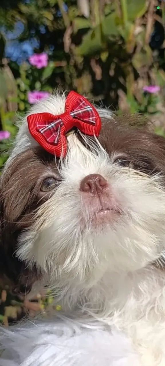 Shihtzu 