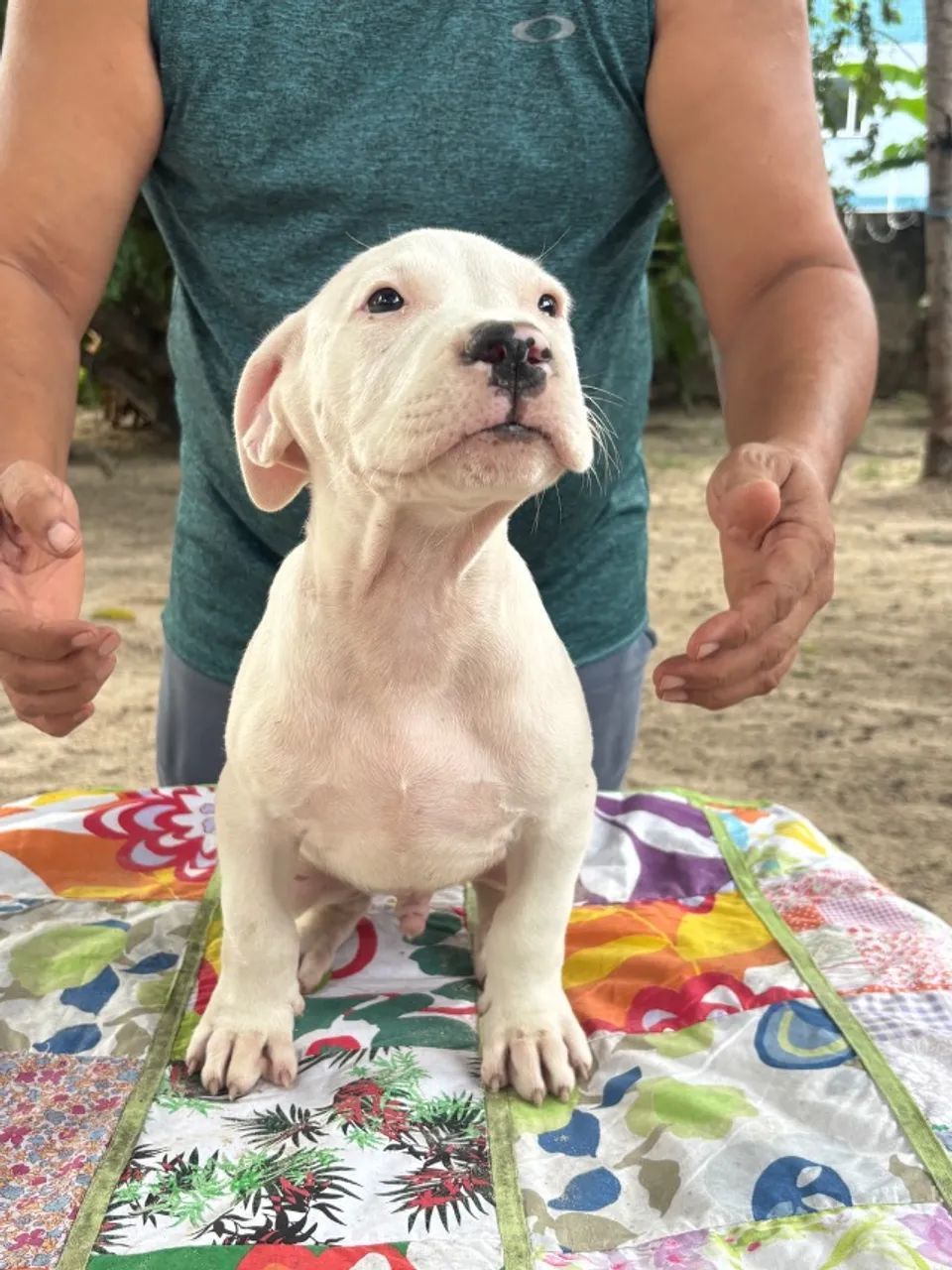 Filhotes de Dogo argentino  - Foto 2