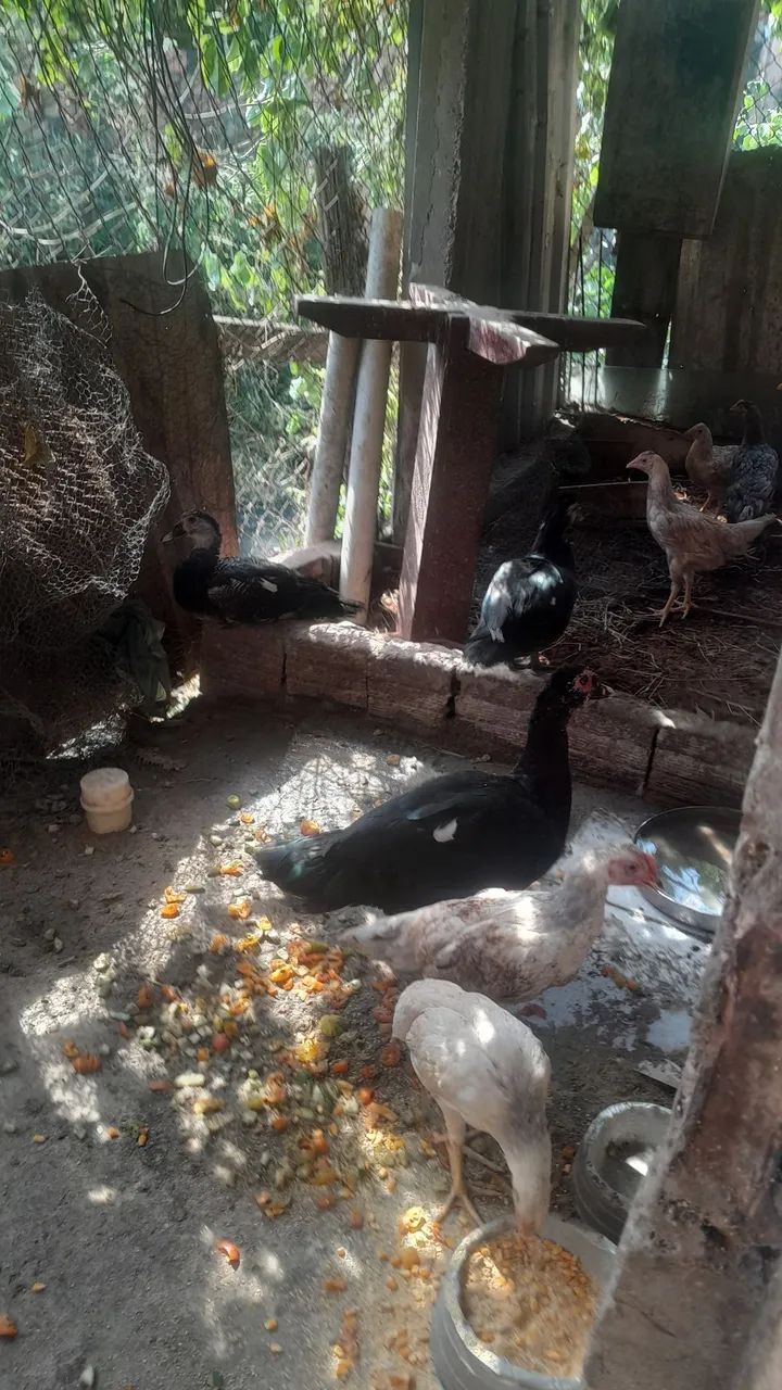 Vendos Patos e frangos - Foto 2