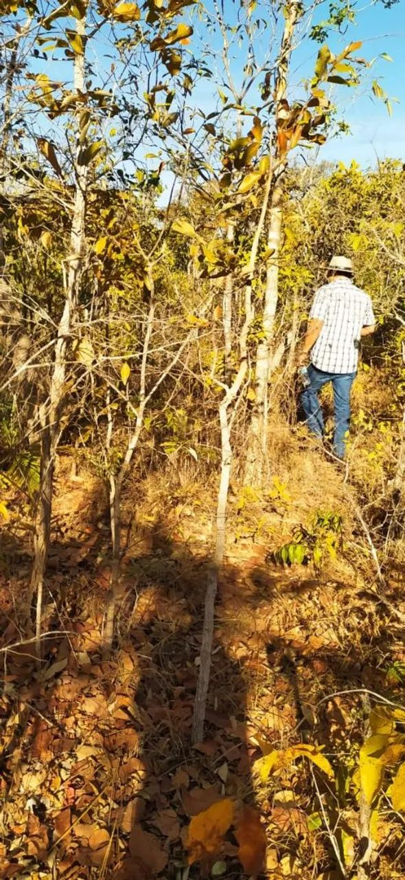 FAZENDA A VENDA SUDESTE DO TOCANTINS  - Foto 4