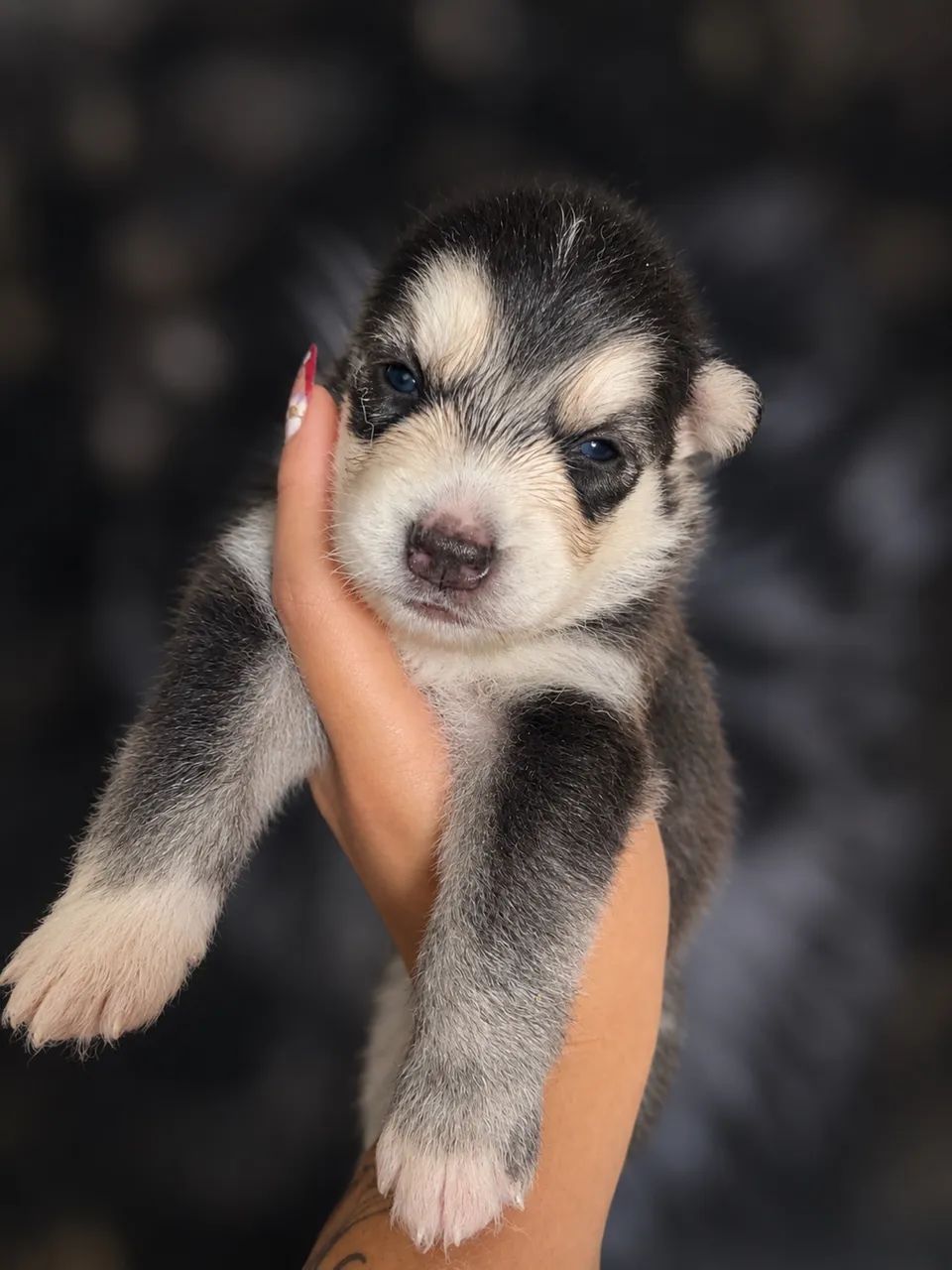 HUSKY SIBERIANO  - Foto 3