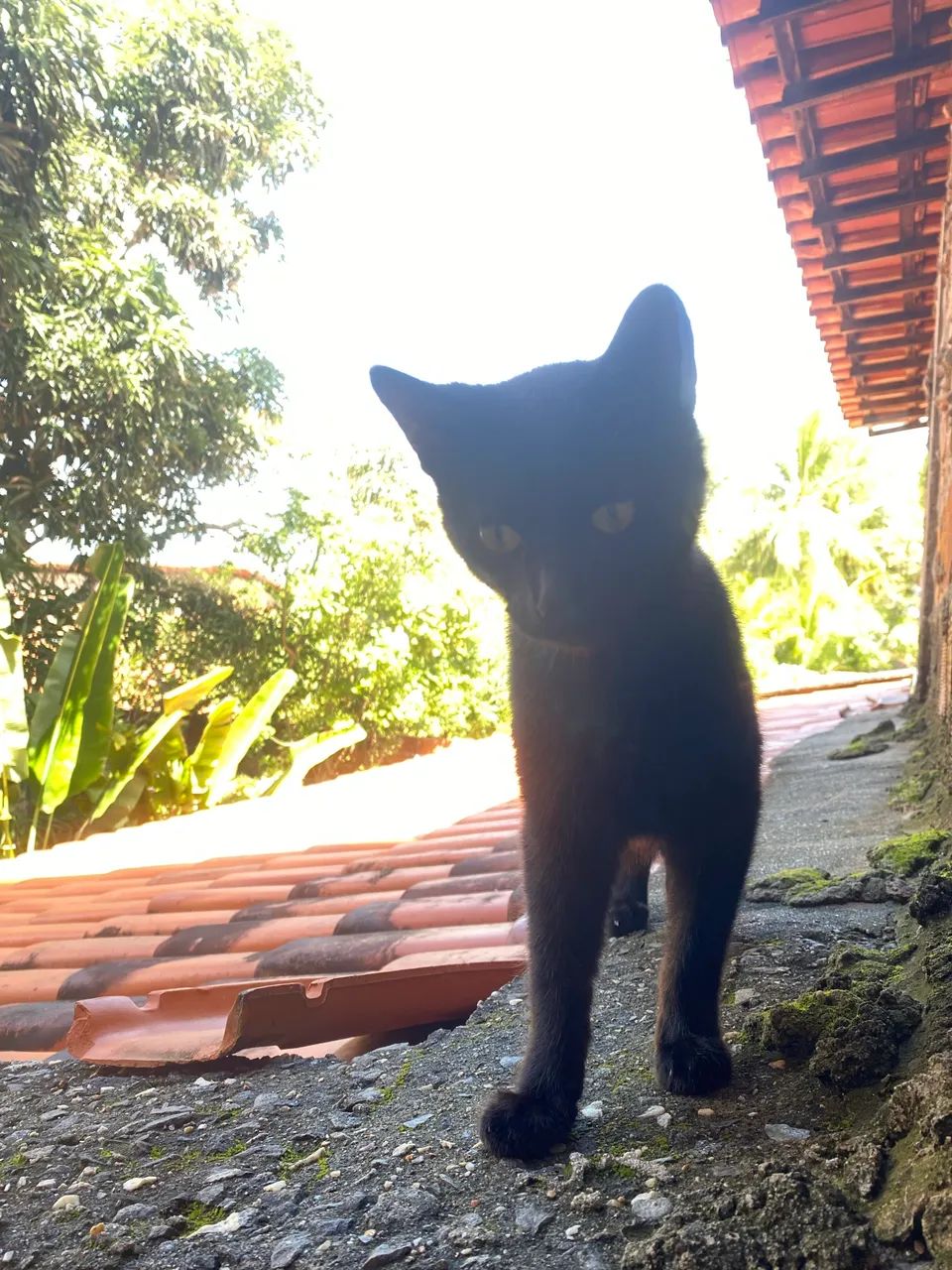 Gato macho preto - Foto 3
