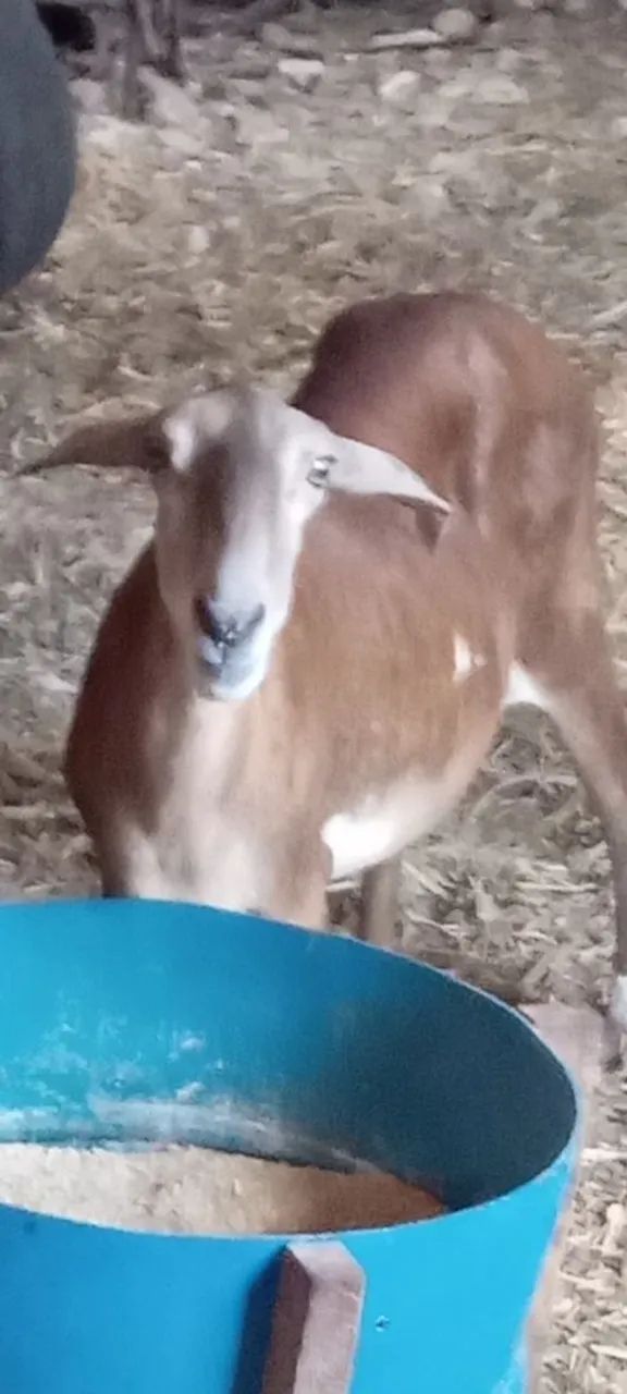 Ovelhas AMORJADAS e carneiro. 