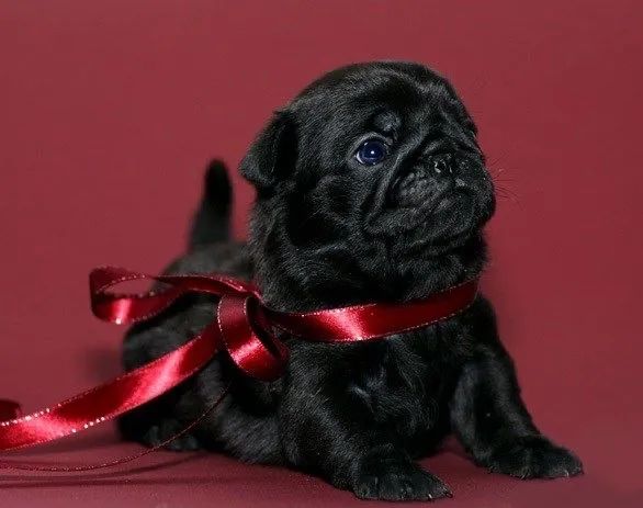 Pug - Filhotes Cheios De Encanto 