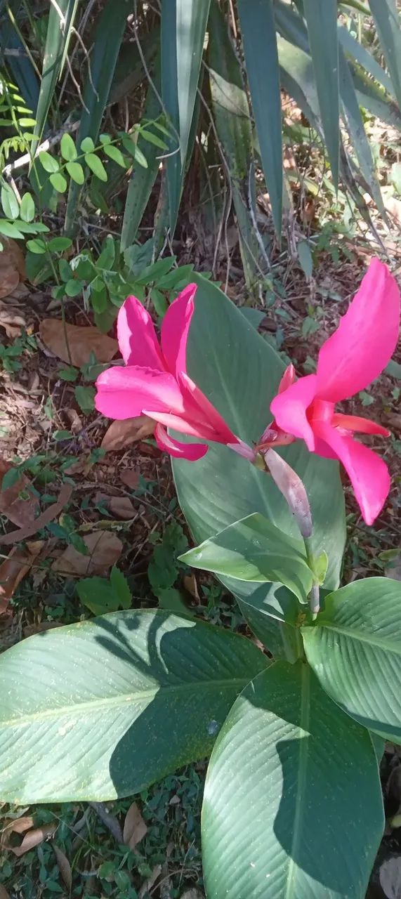 1 muda de cana índica cor de rosa - Rizoma