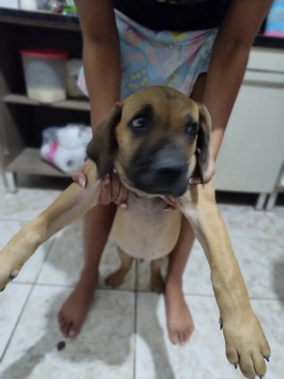Fila brasileiro  - Foto 4