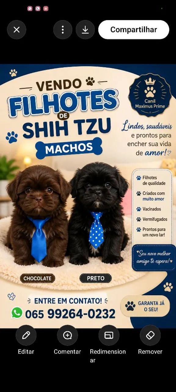 Shih tzu machos