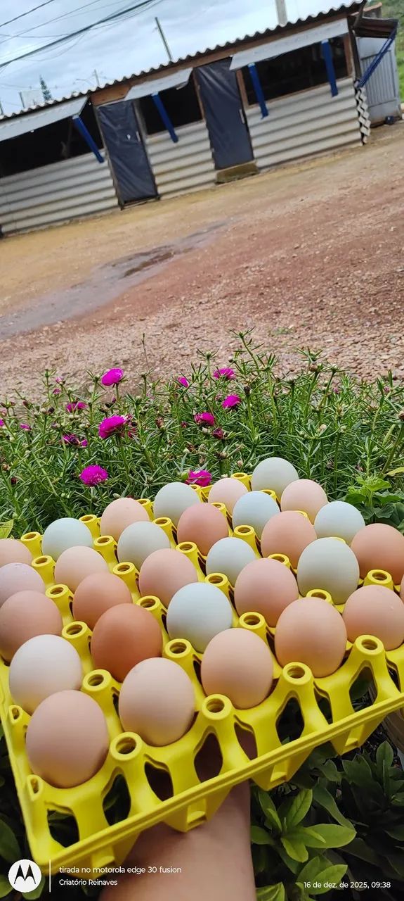 Ovos Férteis de GLC  - Foto 2