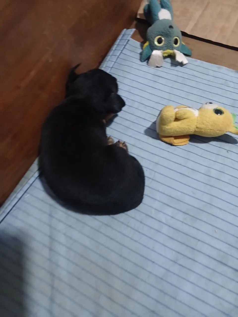 cachorros fêmeas pinscher