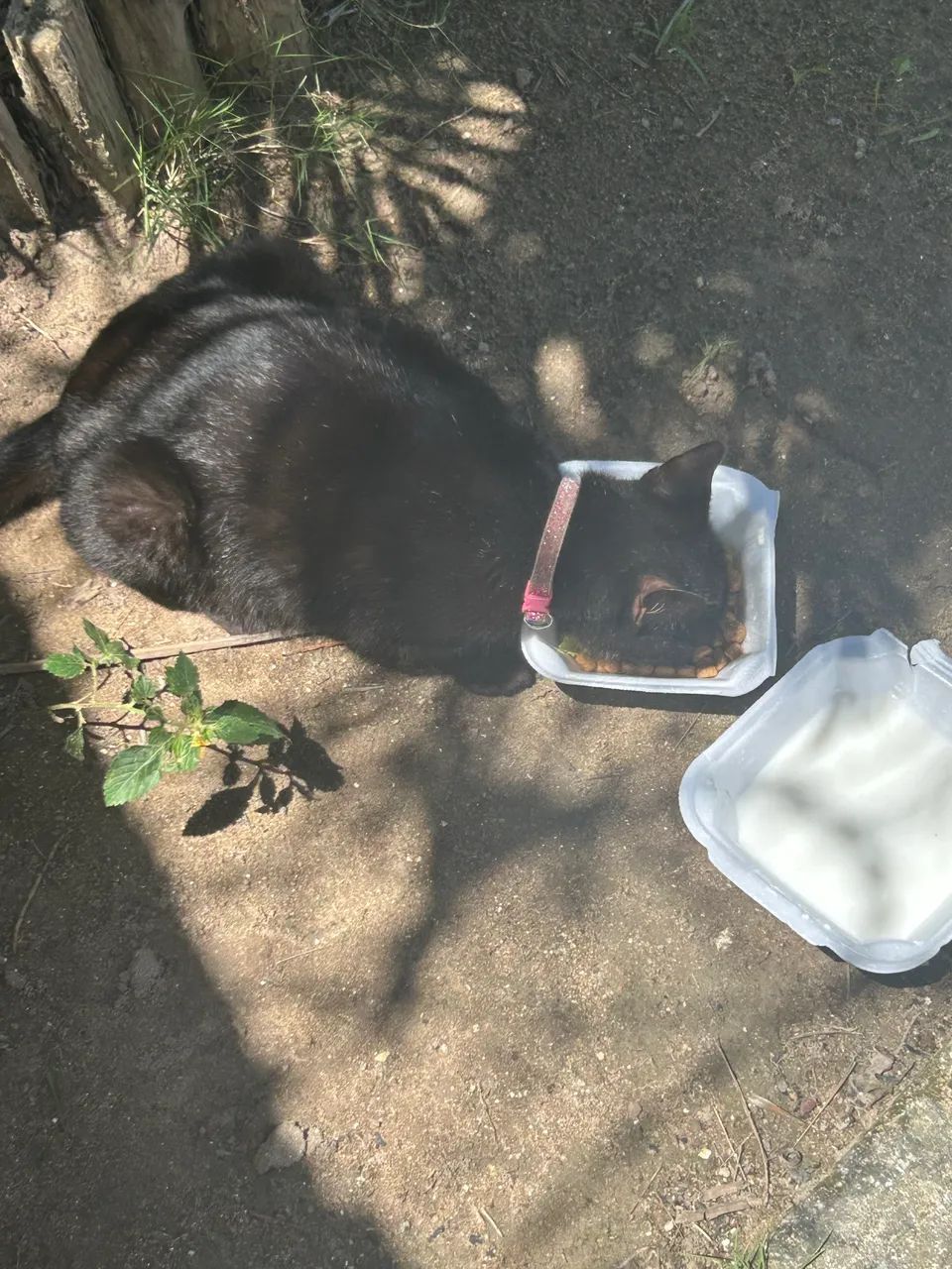 Doação de gato  - Foto 2