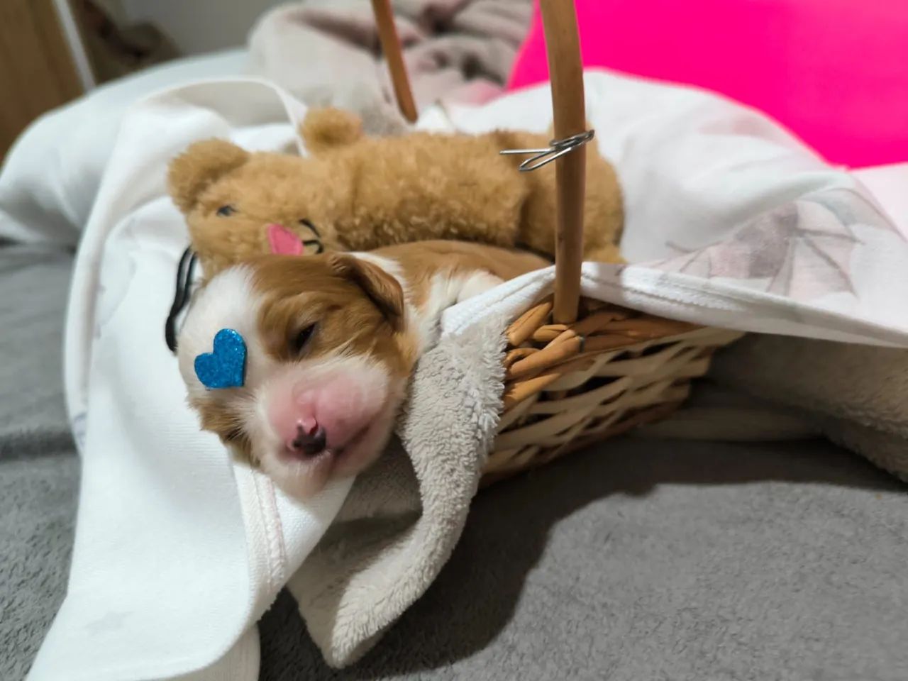 Cavalier king  - Foto 4