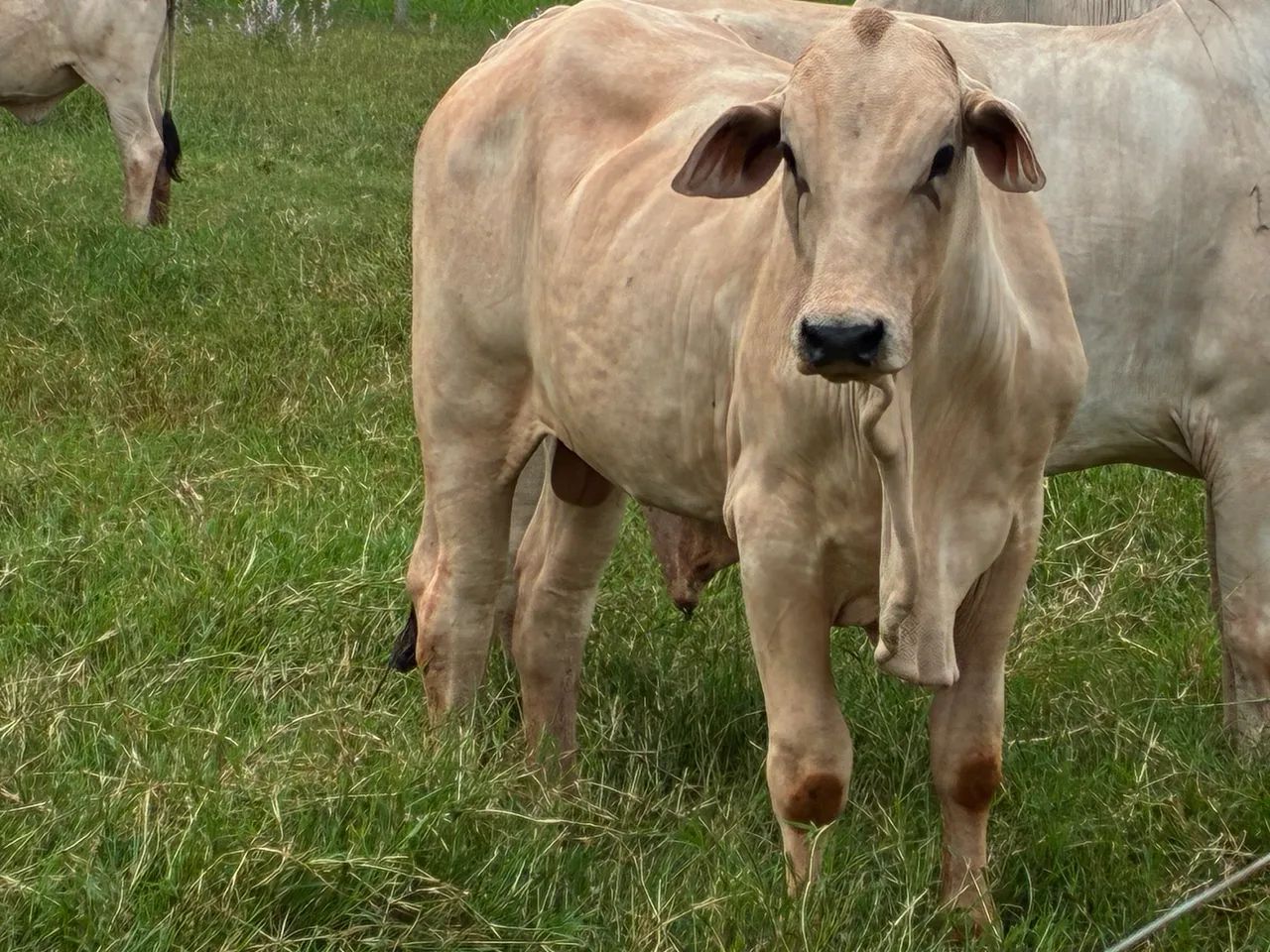 Gado Nelore PO venda  - Foto 2