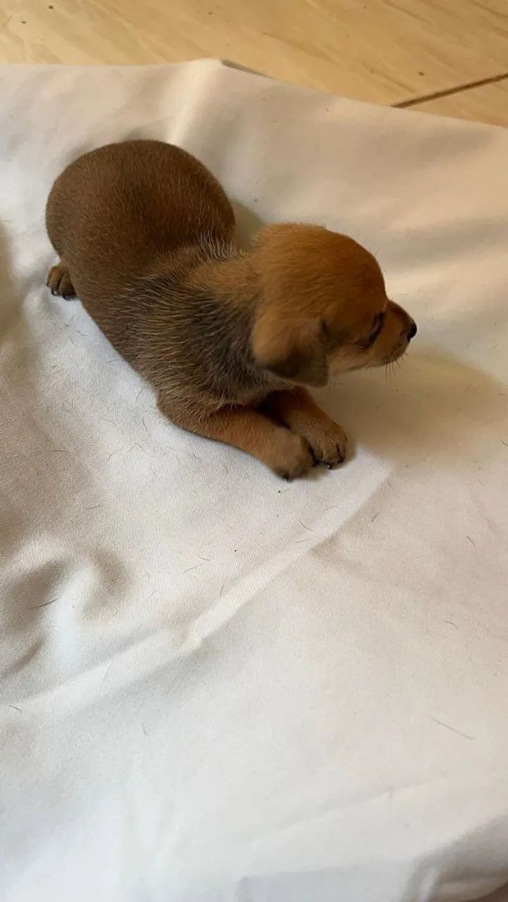 Pinscher 