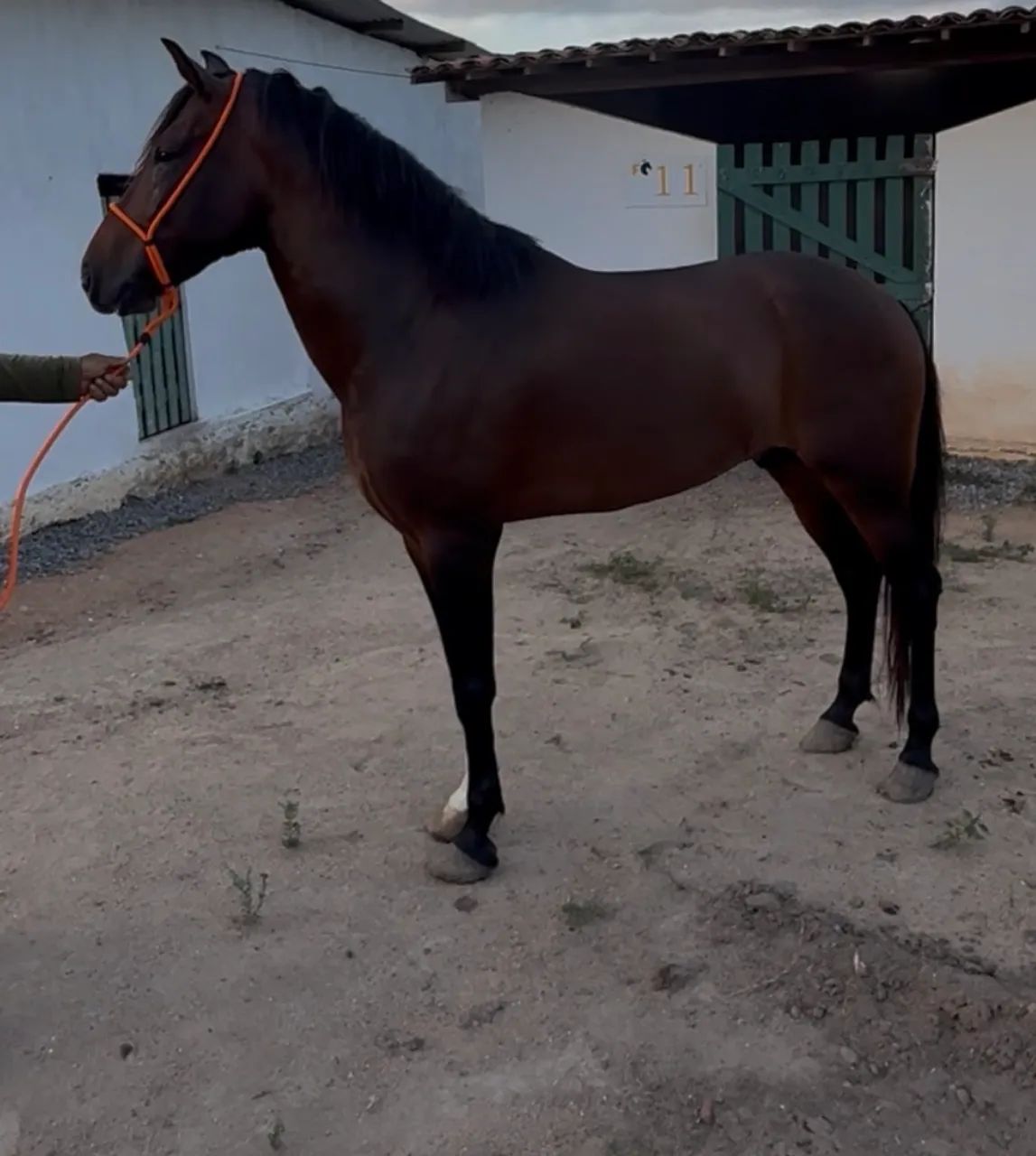 Cavalo  - Foto 3