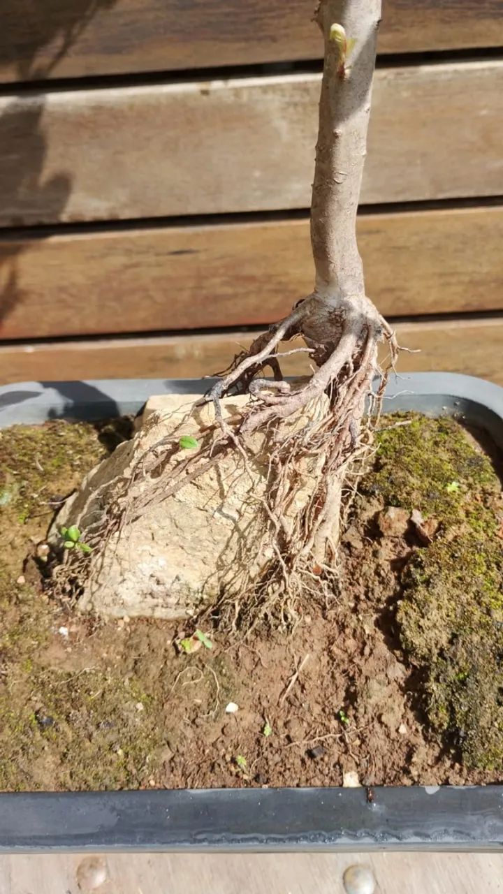 Bonsai de Goiaba na pedra - Foto 2