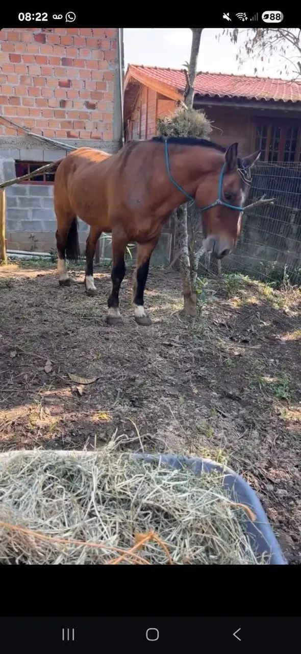 Cavalos Crioulos - Foto 3