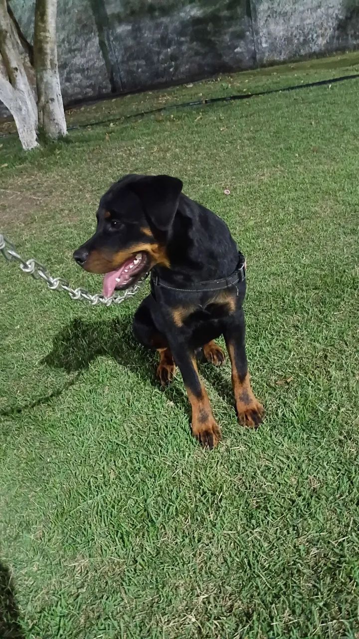 Filhote de Hottweiler 5 meses  - Foto 2