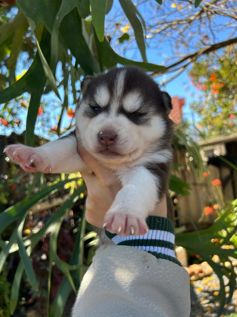 Husky Siberiano 