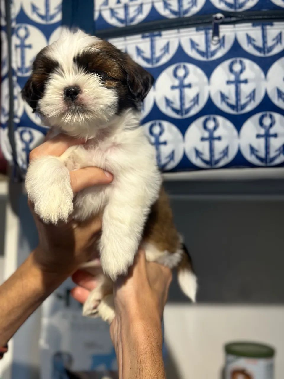 Encantador e lindo Shitzu - Foto 4