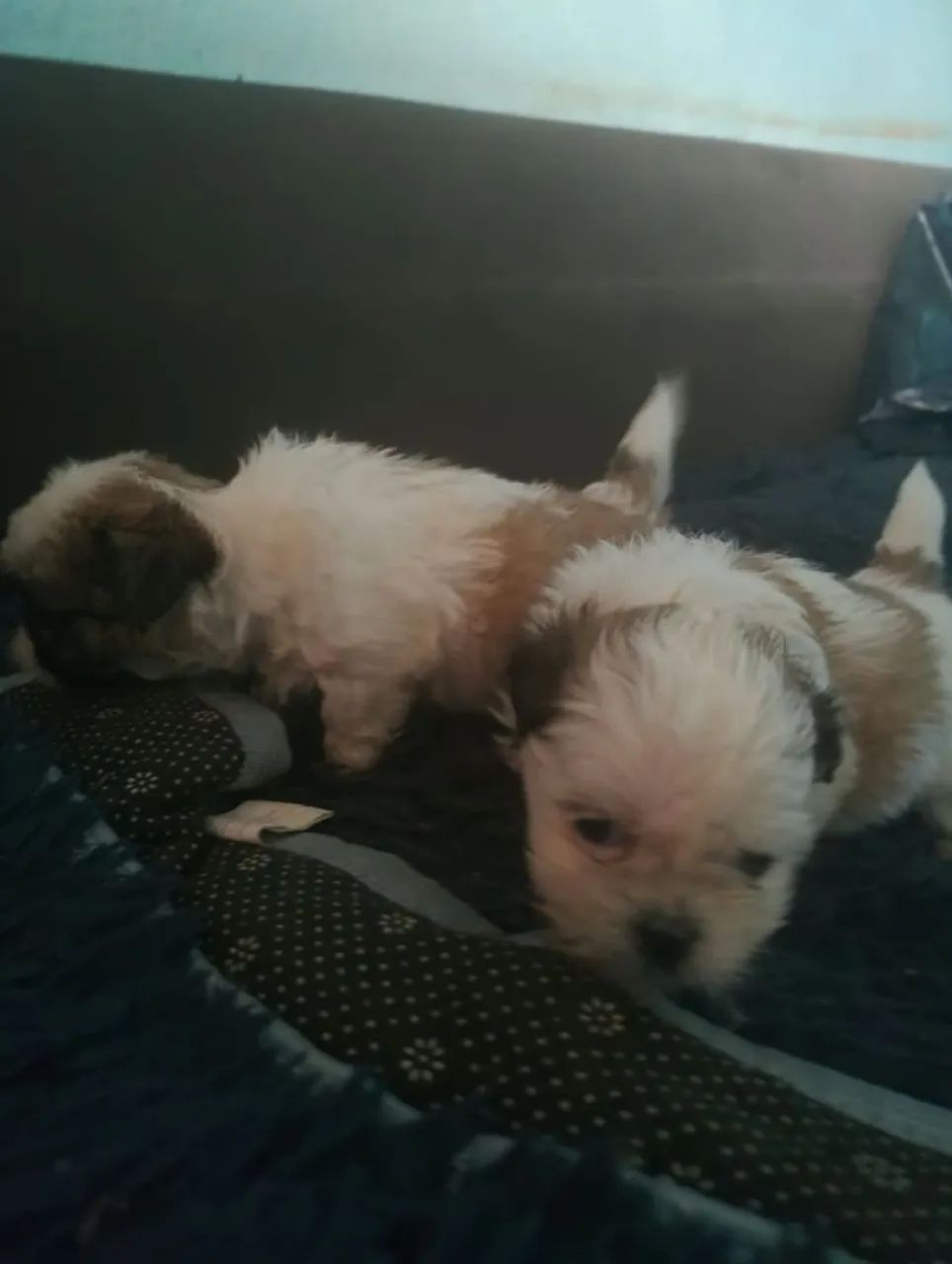 Vende-se shih Tzu  - Foto 5