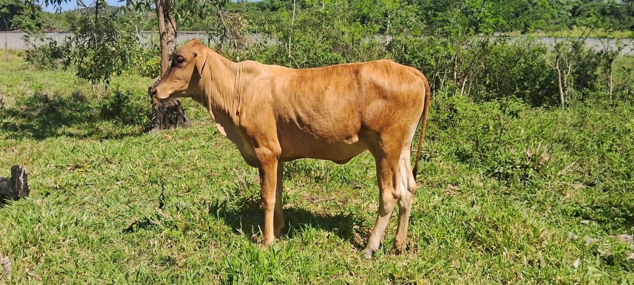Vendo lote de vacas  - Foto 4
