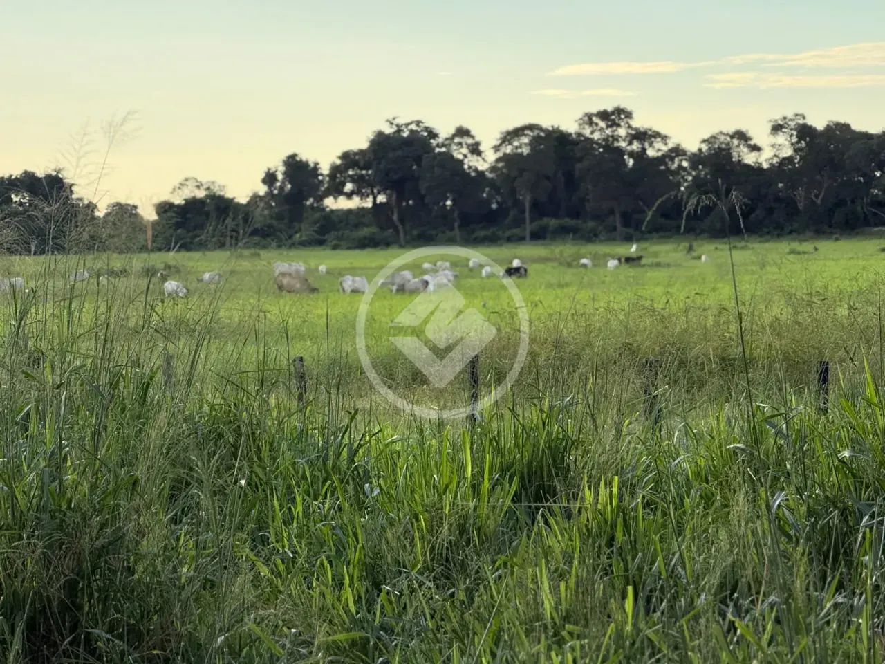 Fazenda de 512 Hectares em Poconé  Pronta para Pecuária e Lazer codigo: 325459