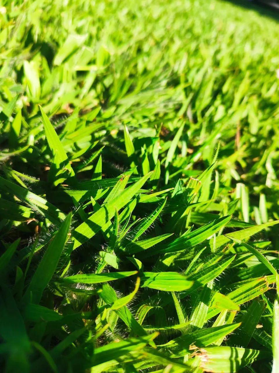 Plantio de Grama Esmeralda, Batatais e Bermuda | Orçamento Gratuito - Foto 3