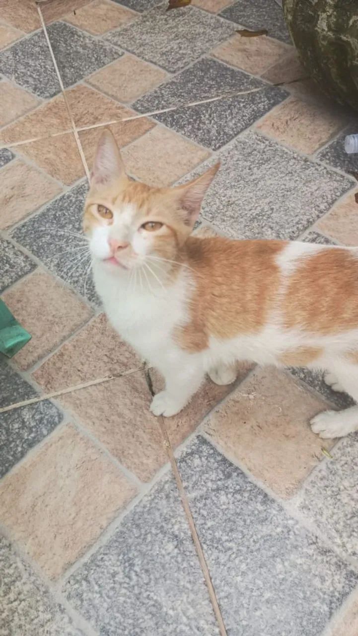 Gatinho