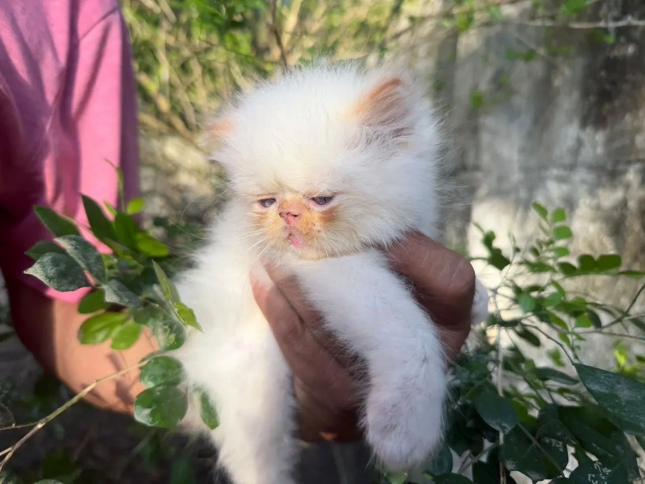 Gata persa - Foto 3