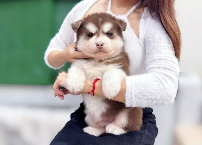 Cachorro filhote Husky com olhos claros e temperamento brincalhão C:\Users\thafe\OneDrive\